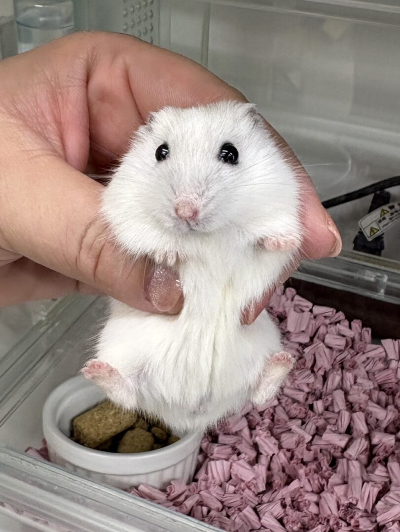 超可愛い　ジャンガリアンハムスターのパールホワイトベビー 2026年3月生まれのメイン画像