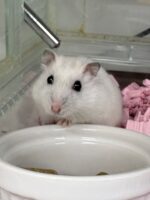 超可愛い　ジャンガリアンハムスターのパールホワイトベビー 2026年3月生まれの画像1