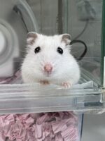 超可愛い　ジャンガリアンハムスターのパールホワイトベビー 2026年3月生まれの画像2
