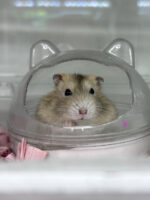 初心者にも飼いやすい ジャンガリアンハムスター ベビー（イエロープディング）｜ピュア☆アニマルの画像4