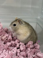 初心者にも飼いやすい ジャンガリアンハムスター ベビー（イエロープディング）｜ピュア☆アニマルの画像5