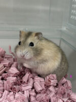 初心者にも飼いやすい ジャンガリアンハムスター ベビー（イエロープディング）｜ピュア☆アニマルの画像6