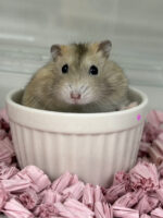 初心者にも飼いやすい ジャンガリアンハムスター ベビー（イエロープディング）｜ピュア☆アニマルの画像7