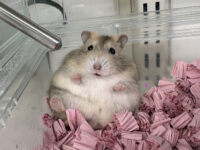 初心者にも飼いやすい ジャンガリアンハムスター ベビー（イエロープディング）｜ピュア☆アニマルの画像8