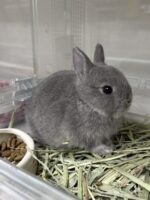 ネザーランドドワーフの画像12