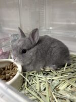 ネザーランドドワーフの画像13