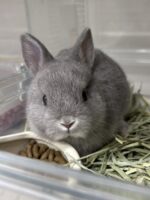 ネザーランドドワーフの画像14