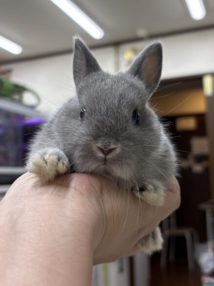 ネザーランドドワーフのメイン画像