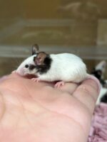 パンダマウス 国産ベビー 2026年3月生まれの画像4