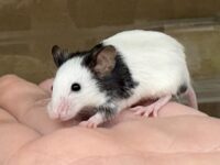 パンダマウス 国産ベビー 2026年3月生まれの画像5