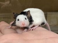 パンダマウス 国産ベビー 2026年3月生まれの画像6