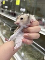 シリアンハムスターの画像5