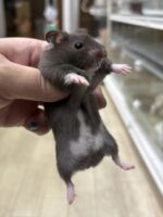 ゴールデンハムスターの画像1