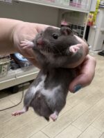 ゴールデンハムスターの画像2