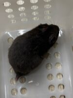 ゴールデンハムスターの画像3