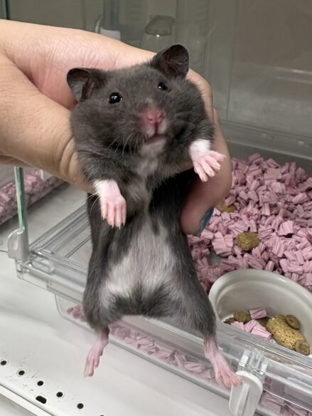 ゴールデンハムスターのメイン画像
