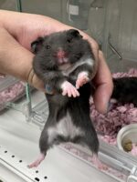 ゴールデンハムスターの画像1