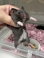 ゴールデンハムスターの画像2