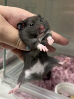 ゴールデンハムスターの画像3