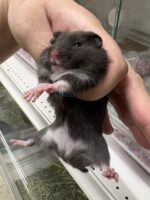 ゴールデンハムスターの画像4