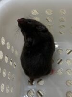 ゴールデンハムスターの画像5