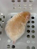 シナモンサテン hetレックス♀（2026年4月生）の画像4
