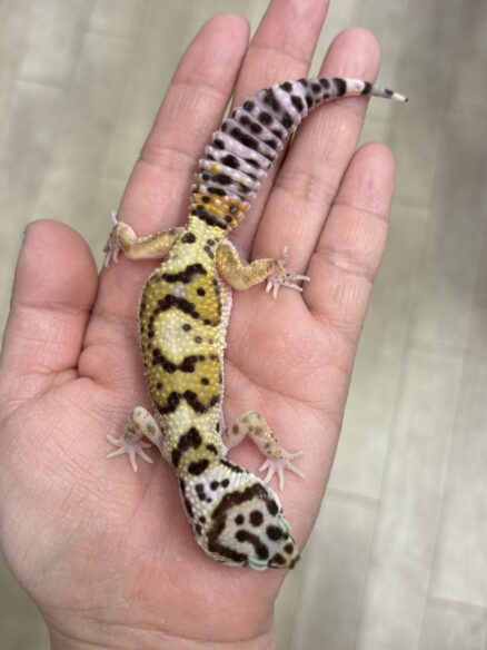 レオパ　ヒョウモントカゲモドキ ハイイエローのメイン画像