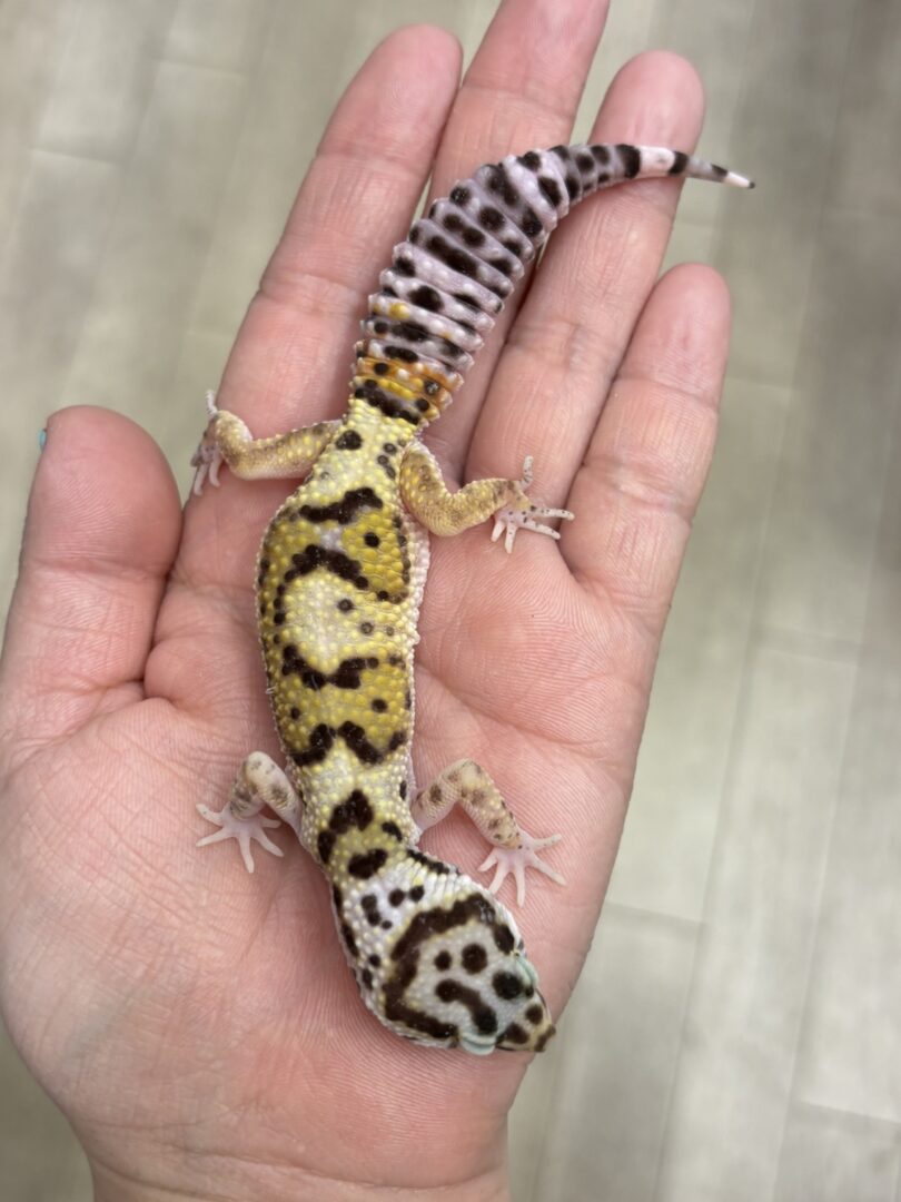 レオパ　ヒョウモントカゲモドキ ハイイエローのメイン画像