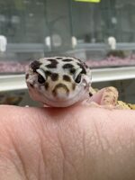 レオパ　ヒョウモントカゲモドキ ハイイエローの画像1