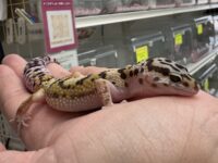 レオパ　ヒョウモントカゲモドキ ハイイエローの画像2
