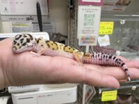 レオパ　ヒョウモントカゲモドキ ハイイエローの画像3