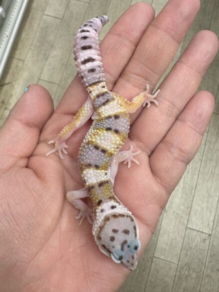 レオパ　ヒョウモントカゲモドキ ハイイエローのメイン画像