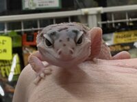 レオパ　ヒョウモントカゲモドキ ハイイエローの画像1