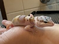 レオパ　ヒョウモントカゲモドキ ハイイエローの画像2