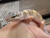 レオパ　ヒョウモントカゲモドキ ハイイエローの画像3
