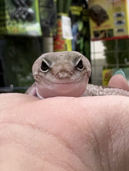 ニシアフリカトカゲモドキ オレオズールーのメイン画像