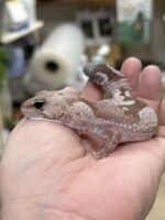 ニシアフリカトカゲモドキ オレオズールーの画像1