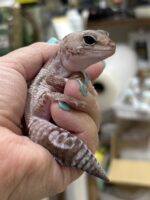 ニシアフリカトカゲモドキ オレオズールーの画像2