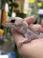 ニシアフリカトカゲモドキ オレオズールーの画像3