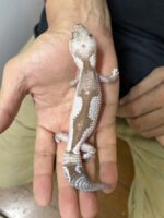 ニシアフリカトカゲモドキ オレオズールーの画像4
