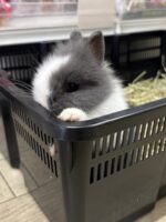 激カワ！タイニーラビット（ライオン）ベビーの画像5