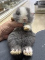 激カワ！タイニーラビット（ライオン）ベビーの画像6