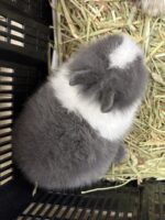激カワ！タイニーラビット（ライオン）ベビーの画像7