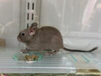 チョコレートデグーの画像3