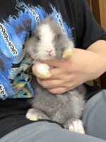 ベタ馴れ！激カワ！タイニーラビット（ライオン）ベビー♂の画像3