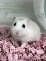 パールホワイトのジャンガリアンハムスター｜ピュアアニマルの画像3