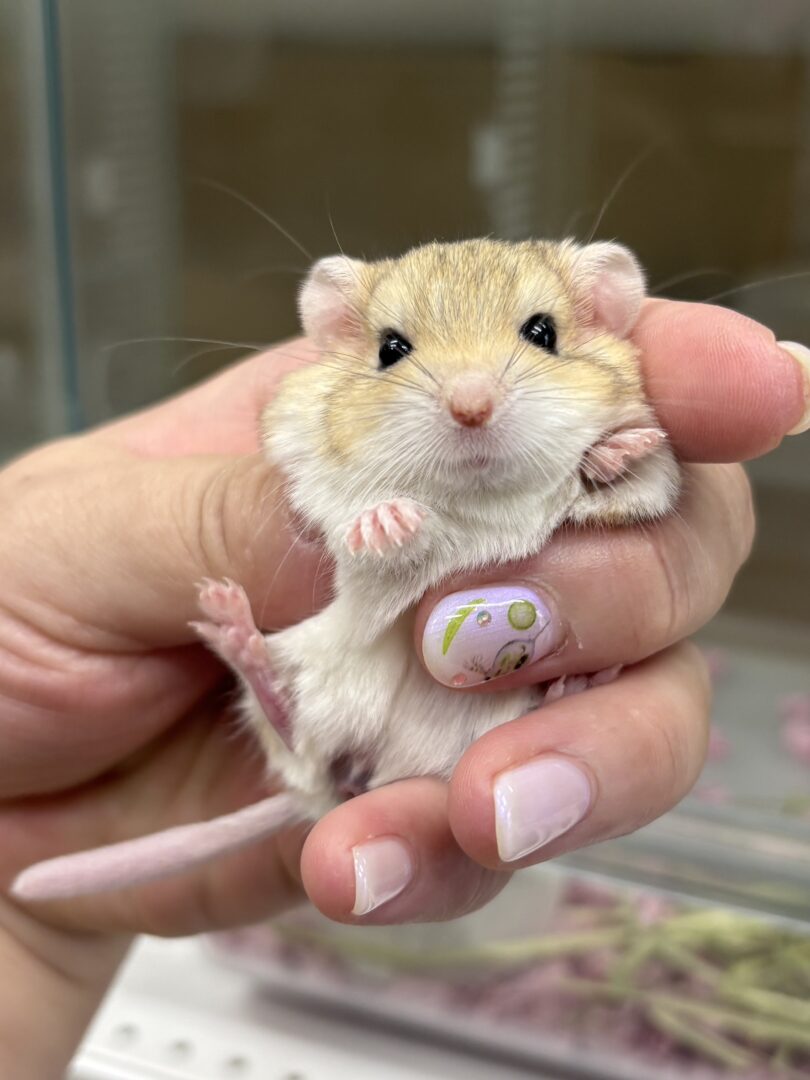 ファットテイルジャービル（チェコ産）ベビーのメイン画像
