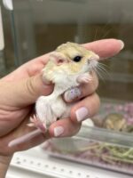 ファットテイルジャービル（チェコ産）ベビーの画像1