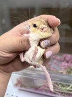 ファットテイルジャービル（チェコ産）ベビーの画像2