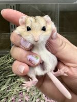 ファットテイルジャービル（チェコ産）ベビーの画像4